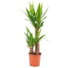 Bloomique - Yucca Elephantipes