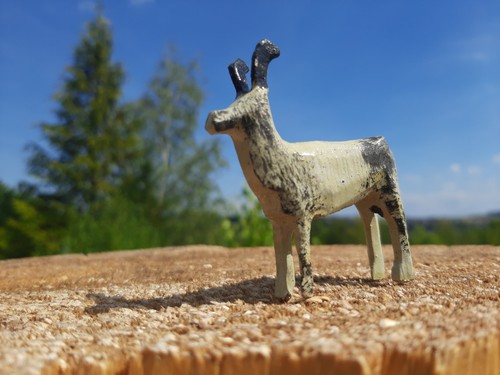 Steinbock alpen capricorn tier - steinbock,