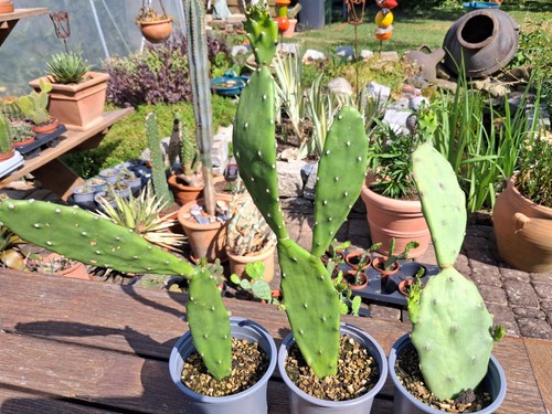 Opuntia stricta feigenkaktus - stricta,