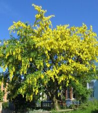SAMEN gelber GOLDREGEN