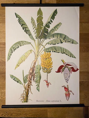 Banane obst frucht - banane,