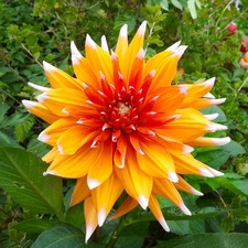 @ (◕‿◕)\@ Dahlien  