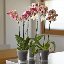 Orchideentöpfe in 3 Größen