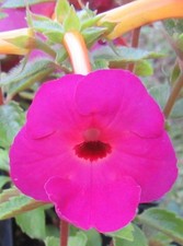 Achimenes 'Tracey Thornley' -