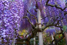 10 Samen Chin. Blauregen Wisteria Zierpflanze Kletterpflanze Blüten Glyzinien