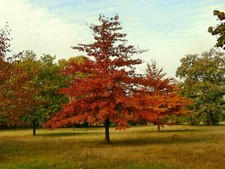 Sumpf-Eiche Spree-Eiche