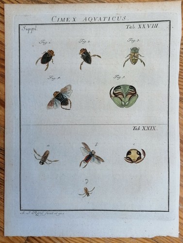 Rösel rosenhof insekten - rösel, v.