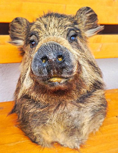 Wildschweinhaupt weiblich - wildschweinhaupt,