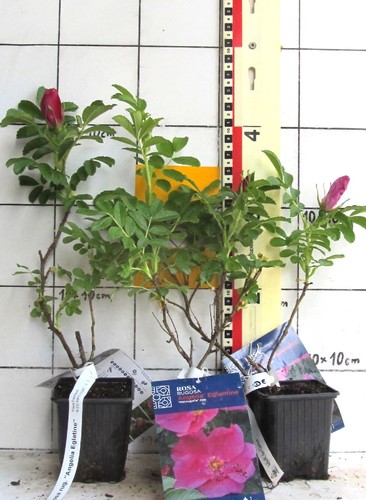 Rosa rugosa angelia - rosa, "angelia