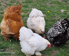 10 (keine) Bruteier von