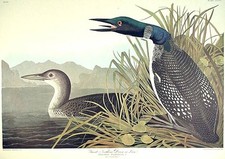 John James AUDUBON / Great