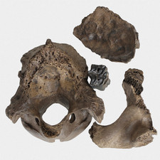 Fossilien Equus Ferus Cranium Schädel Hinterhaupt Backenzahn Quartär Pleistozän