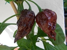 Trinidad Scorpion Chocolate 10 Samen Chili XXL Hot Chilisamen