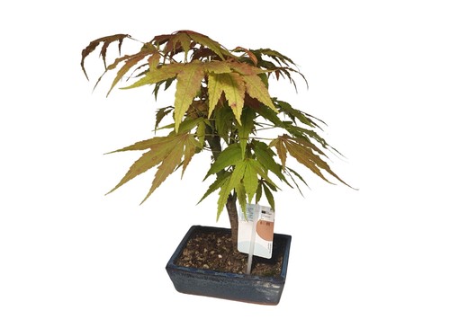 Freiland bonsai fächerahorn - freiland-,