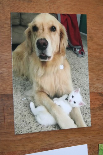 Hunde postkarte von - von, xxl