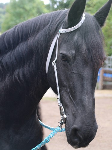 Tolle einohrtrense mit strass - tolle,