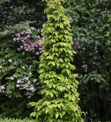 Hainbuche lucas 100cm - hainbuche,