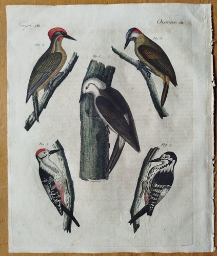 Vögel specht bertuch - vögel,