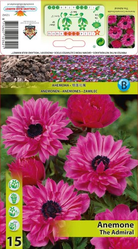 Gartenanemone anemone sylphide - gartenanemone,