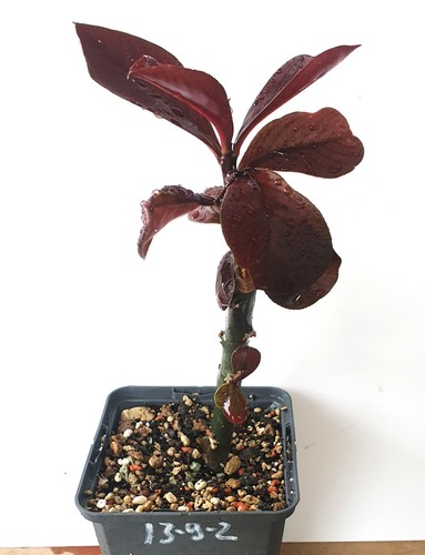Synadenium grantii rubra - synadenium,