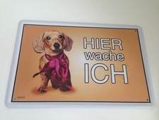  BEAGLE Hund Hunde Dog Hier