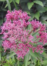 Purpurdost / Wasserdost