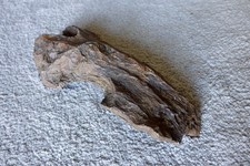 Versteinertes Holz - 3,8 kg – 37 cm