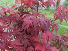 Samen roter fächerahorn - samen,