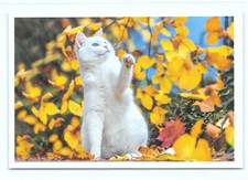 1 AK Katze 42° - NEU !!! #