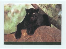 1 AK Schwarzer Panther Leopard Großkatze Raubkatze Raubtier - USA 4 !!! *