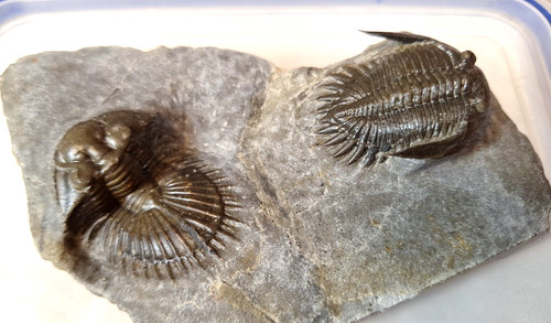 Trilobit ordontopleuridae sehr - ordontopleuridae,
