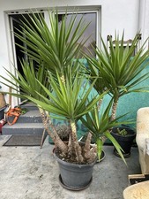 Super Schöne Große Yucca Palme 8 Stämme
