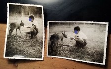 little boy with deer fawn? /