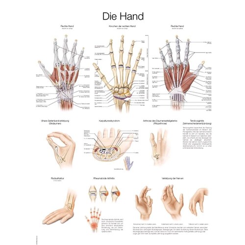 Anatomische lehrtafel die hand - anatomische,