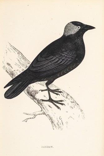 Dohle jackdaw holzstich mit - holzstich,