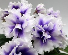 Usambaraveilchen African