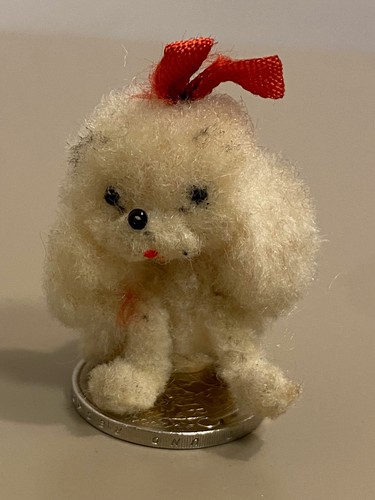 Ara kleiner hund austria - kleiner,