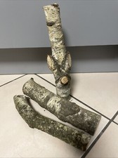 (2)  Holzstamm Birkenholz Deko 3 Stück