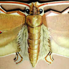 DELICIA = Antikes Karton Plakat Delitzsch um 1930 Motten Schädlinge Insekten TOP