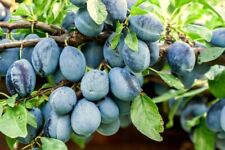Pflaume - Zwetschge VALJEVKA 130-150 cm hoch