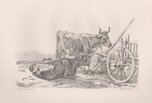 Kühe wagen cows kuh - am,