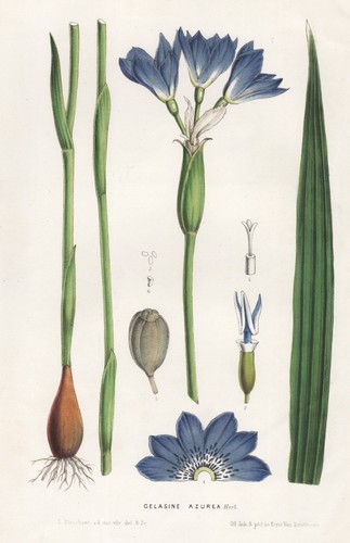 Gelasine azurea uruguay south - azurea,