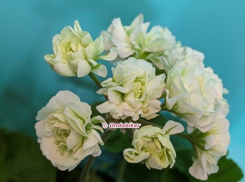 Midori buke pelargonium - midori, zonale