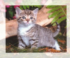 Ansichtskarte: kleine Katze  -