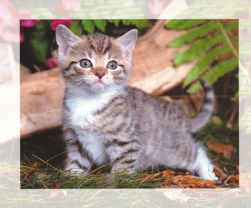 Ansichtskarte kleine katze - ansichtskarte:,