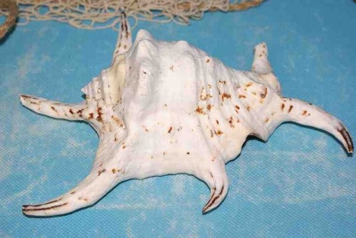 Muschel lambis chiragra - muschel, deko