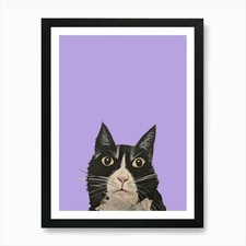 Ärgerte schwarze Katze