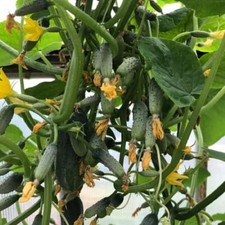 Семена Огурец