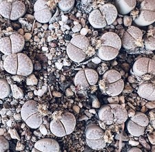Lithops amicorum C410 (75 km SE Aus, Namibia) | Living stones - Lebende Steine |