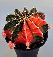 Großer Ausgefallener